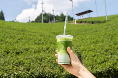 500g Umami Matcha. Gold Award Farm. Bulk Pricing. Ceremonial Koicha Grade. Spring Harvest