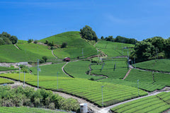100g Uji Ceremonial Matcha (Ryu Farm. Est 1866) Wholesale