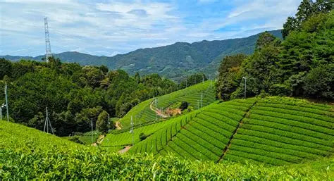 Uji Matcha Farm since 1866