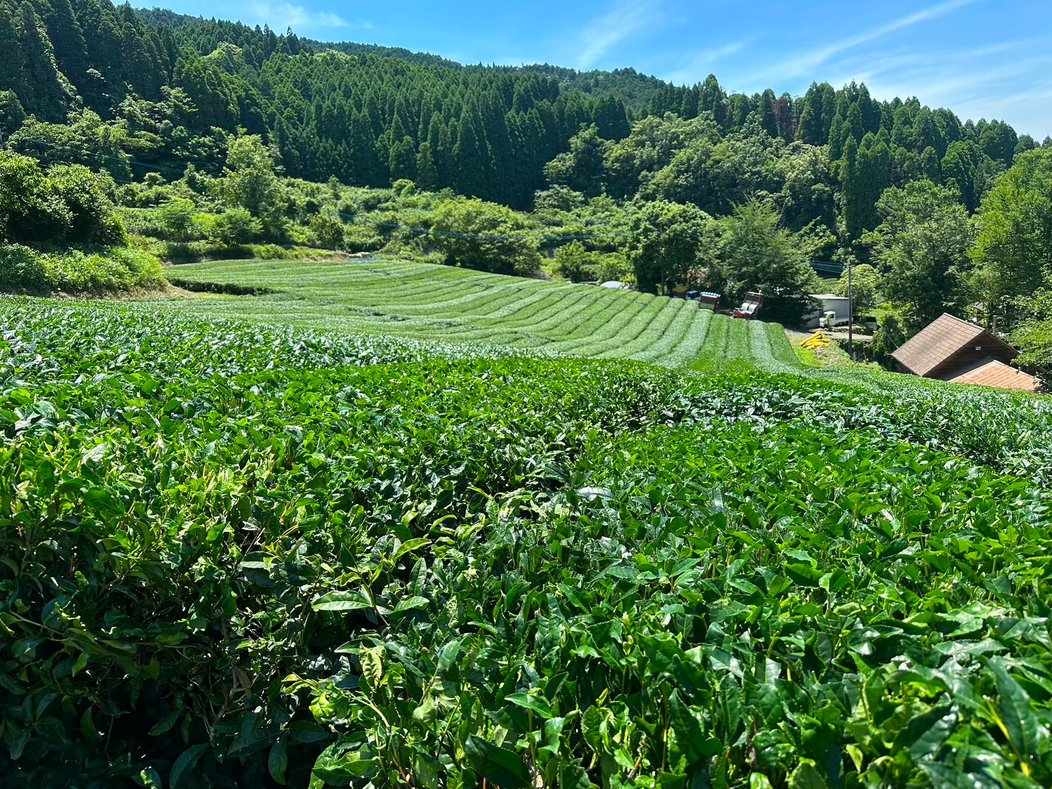 1kg Umami Matcha. Ceremonial Koicha Grade. Gold Award-winning Master