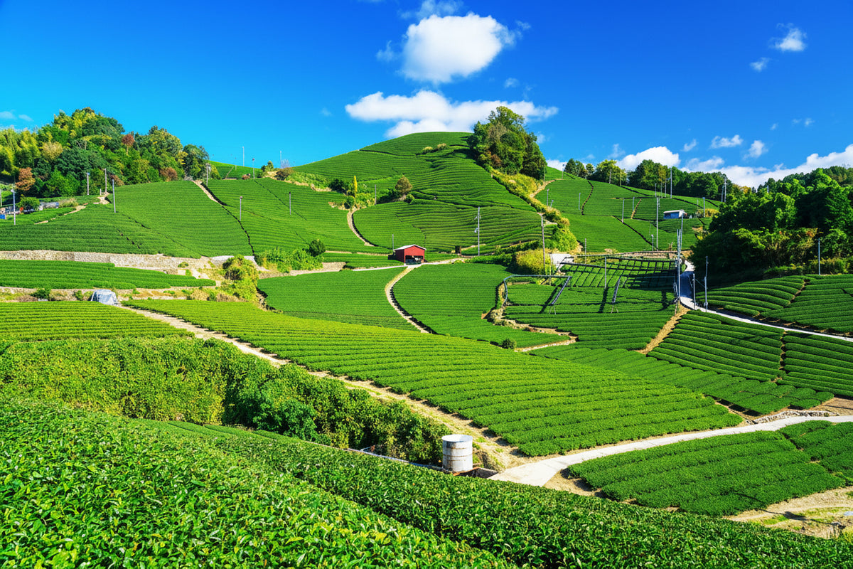 Japanese Tea Farm