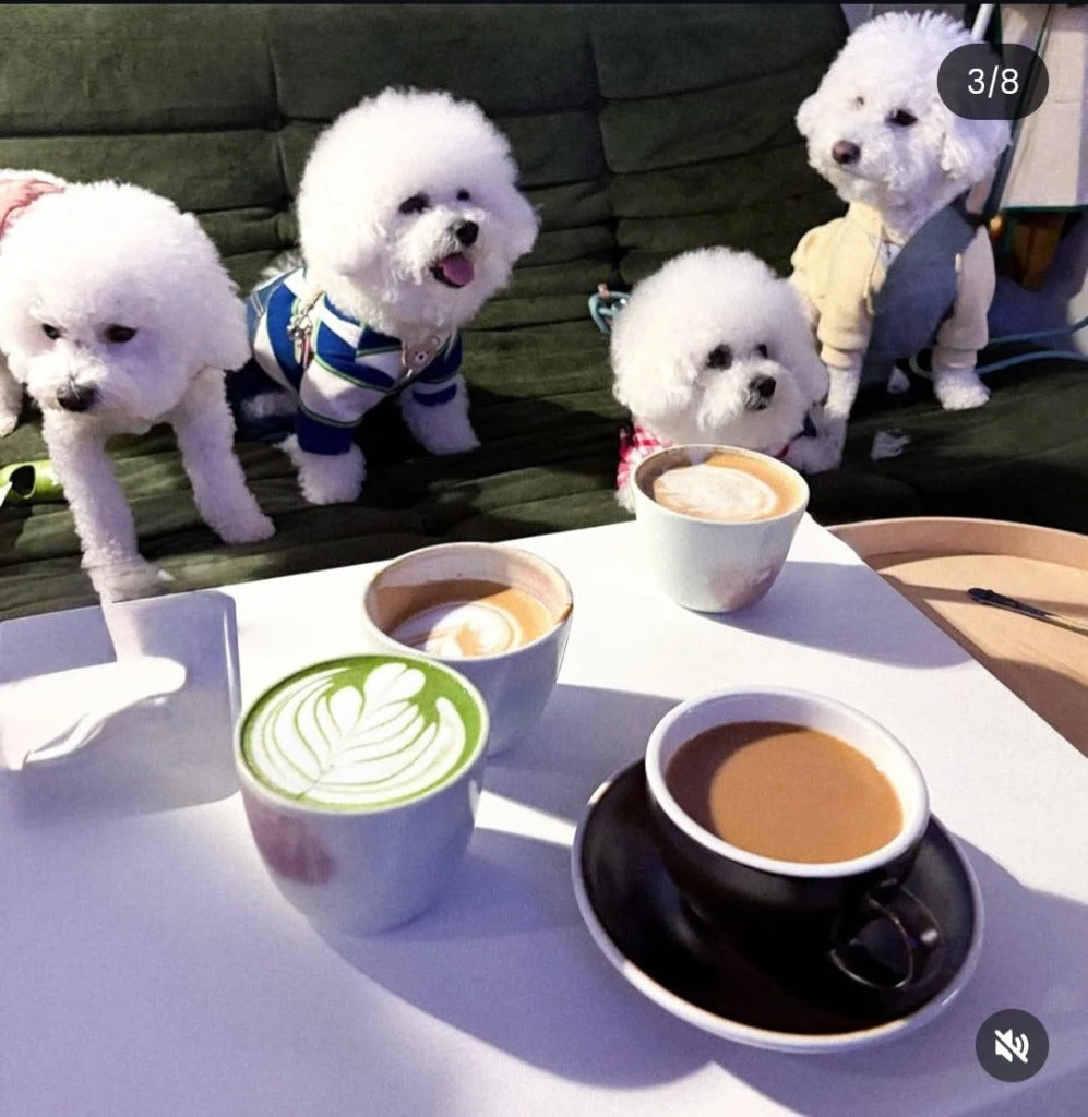Café Matcha: Best Value