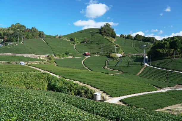 Uji Matcha Farm since 1875